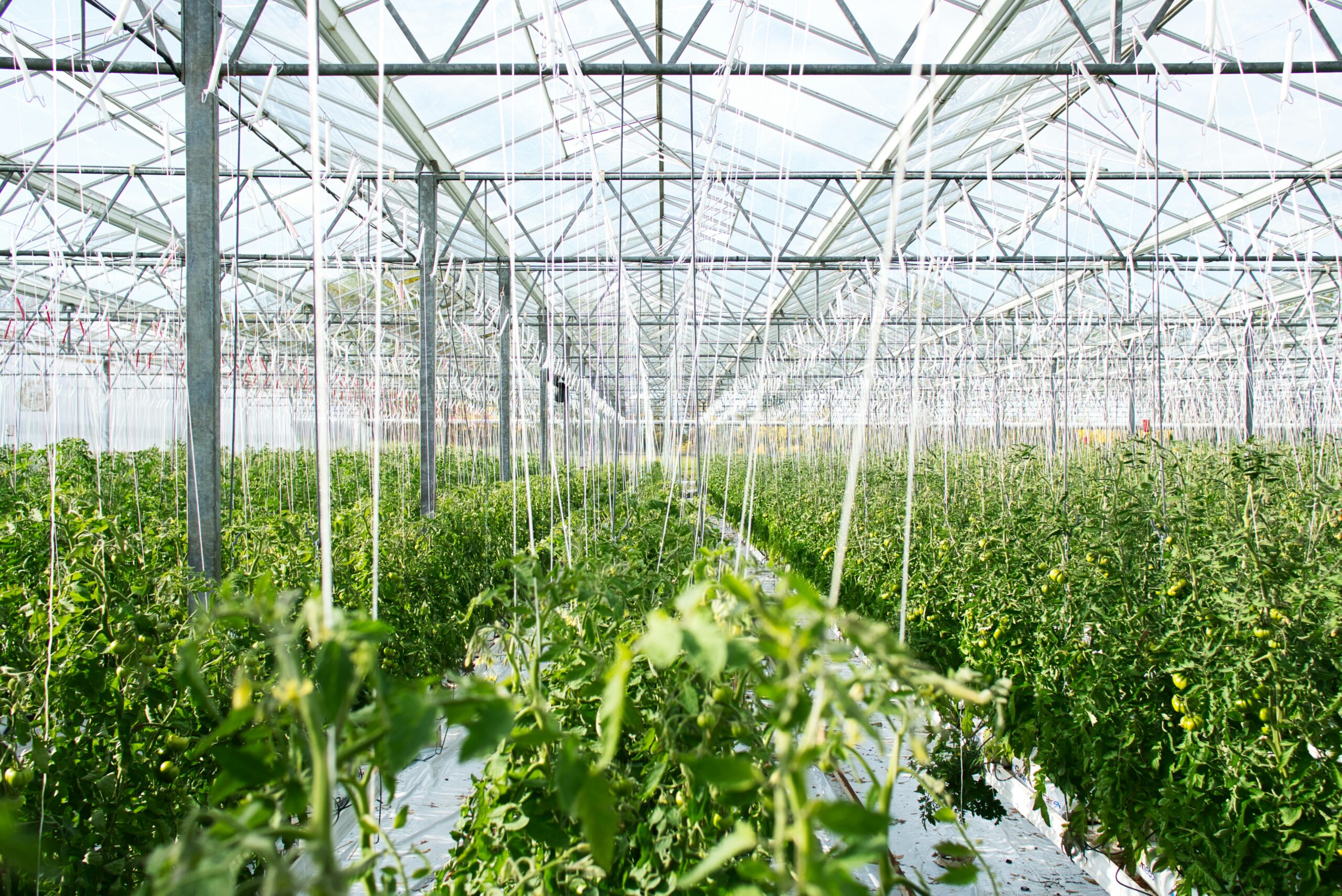 Transforming the Textiles Industry Through Regenerative Agriculture